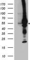 G Protein-Coupled Receptor Kinase 5 antibody, TA890122, Origene, Western Blot image 