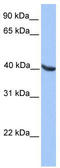 Oligodendrocyte transcription factor 2 antibody, TA331141, Origene, Western Blot image 