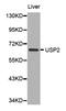 Ubiquitin Specific Peptidase 2 antibody, LS-C331467, Lifespan Biosciences, Western Blot image 