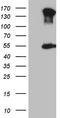 Estrogen Related Receptor Alpha antibody, LS-C794453, Lifespan Biosciences, Western Blot image 