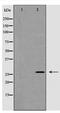 ICE antibody, TA348921, Origene, Western Blot image 