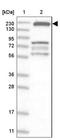 NEUR antibody, NBP1-84368, Novus Biologicals, Western Blot image 