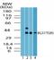 G Protein-Coupled Bile Acid Receptor 1 antibody, TA336958, Origene, Western Blot image 