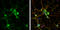 PTPRF Interacting Protein Alpha 2 antibody, GTX119392, GeneTex, Immunocytochemistry image 