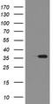 Replication Factor C Subunit 2 antibody, CF800276, Origene, Western Blot image 