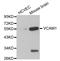 L1CAM antibody, TA326818, Origene, Western Blot image 