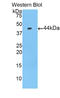 Prolactin-inducible protein antibody, LS-C302529, Lifespan Biosciences, Western Blot image 