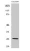 Serine Protease 33 antibody, A16656-1, Boster Biological Technology, Western Blot image 