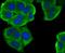 Methyltransferase Like 26 antibody, NBP2-76949, Novus Biologicals, Immunocytochemistry image 