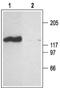 Cyclic nucleotide-gated olfactory channel antibody, PA5-77604, Invitrogen Antibodies, Western Blot image 