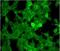 Cyclic nucleotide-gated olfactory channel antibody, orb107374, Biorbyt, Immunofluorescence image 