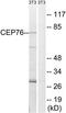 Centrosomal Protein 76 antibody, TA315818, Origene, Western Blot image 