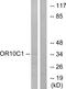 Olfactory Receptor Family 10 Subfamily C Member 1 (Gene/Pseudogene) antibody, PA5-38158, Invitrogen Antibodies, Western Blot image 