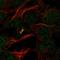 Programmed Cell Death 2 antibody, HPA075534, Atlas Antibodies, Immunocytochemistry image 