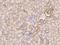 FMS antibody, 50059-T24, Sino Biological, Immunohistochemistry paraffin image 