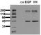 Glycogen Synthase Kinase 3 Beta antibody, AM00067PU-N, Origene, Western Blot image 