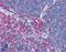Moesin antibody, LS-B2180, Lifespan Biosciences, Immunohistochemistry frozen image 