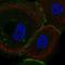 Leucine-rich repeat transmembrane protein FLRT3 antibody, HPA056033, Atlas Antibodies, Immunofluorescence image 