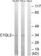 Complement C1q Like 2 antibody, PA5-39116, Invitrogen Antibodies, Western Blot image 