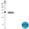 Complement C9 antibody, MAB8126, R&D Systems, Western Blot image 