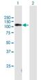 DNA Damage Induced Apoptosis Suppressor antibody, H00220042-B02P, Novus Biologicals, Western Blot image 