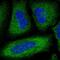 Phosphodiesterase 3A antibody, HPA014492, Atlas Antibodies, Immunofluorescence image 