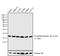 Histone H3 antibody, MA5-11199, Invitrogen Antibodies, Western Blot image 
