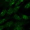 Sorting nexin-1 antibody, LS-B9210, Lifespan Biosciences, Immunofluorescence image 