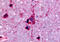 G Protein-Coupled Receptor 45 antibody, MBS247838, MyBioSource, Immunohistochemistry frozen image 