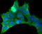 Pumilio RNA Binding Family Member 1 antibody, A02111-1, Boster Biological Technology, Immunocytochemistry image 