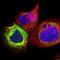 Stearoyl-CoA Desaturase antibody, HPA012107, Atlas Antibodies, Immunofluorescence image 