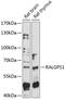 Ral GEF With PH Domain And SH3 Binding Motif 1 antibody, 15-751, ProSci, Western Blot image 