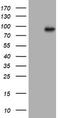 Hdm2 antibody, LS-C789306, Lifespan Biosciences, Western Blot image 