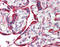 Calnexin antibody, 51-891, ProSci, Immunohistochemistry frozen image 