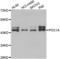 POC1 centriolar protein homolog A antibody, LS-C349164, Lifespan Biosciences, Western Blot image 