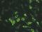 Connexin-45 antibody, NBP2-29754, Novus Biologicals, Immunofluorescence image 