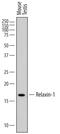 Prorelaxin 1 antibody, AF6637, R&D Systems, Western Blot image 
