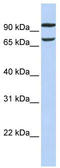 Protein FAM38B antibody, TA338481, Origene, Western Blot image 