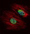 NME/NM23 Nucleoside Diphosphate Kinase 2 antibody, LS-C101173, Lifespan Biosciences, Immunofluorescence image 