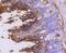 CD13 antibody, NBP2-67602, Novus Biologicals, Immunohistochemistry paraffin image 