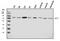 Lysosomal acid phosphatase antibody, A06554-1, Boster Biological Technology, Western Blot image 