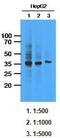 Aldo-keto reductase family 1 member C1 antibody, GTX53684, GeneTex, Western Blot image 