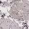 Peptidylprolyl Isomerase B antibody, AMAb91245, Atlas Antibodies, Immunohistochemistry frozen image 