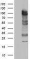 MDM2 Proto-Oncogene antibody, LS-C790351, Lifespan Biosciences, Western Blot image 
