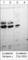 Catenin Beta 1 antibody, CP3051, ECM Biosciences, Western Blot image 