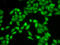 Receptor For Activated C Kinase 1 antibody, LS-C332164, Lifespan Biosciences, Immunofluorescence image 