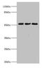 BAG family molecular chaperone regulator 5 antibody, CSB-PA890743HA01HU, Cusabio, Western Blot image 