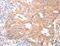 V-Set Domain Containing T Cell Activation Inhibitor 1 antibody, MBS2516579, MyBioSource, Immunohistochemistry frozen image 
