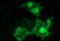 Uracil Phosphoribosyltransferase Homolog antibody, LS-C788339, Lifespan Biosciences, Immunofluorescence image 