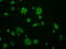 GRIP1 Associated Protein 1 antibody, GTX84410, GeneTex, Immunofluorescence image 
